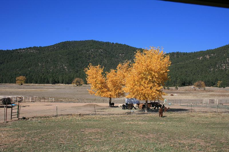 20081029 Alpacas 009.jpg